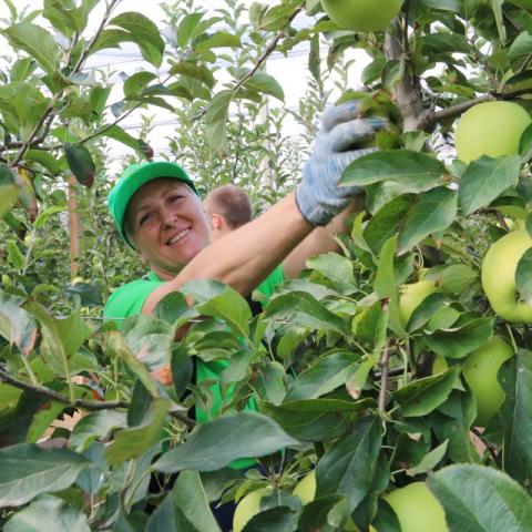 Яблочко в вуали: В Крыму итальянские технологии за пару лет поднимают сад на пустыре
